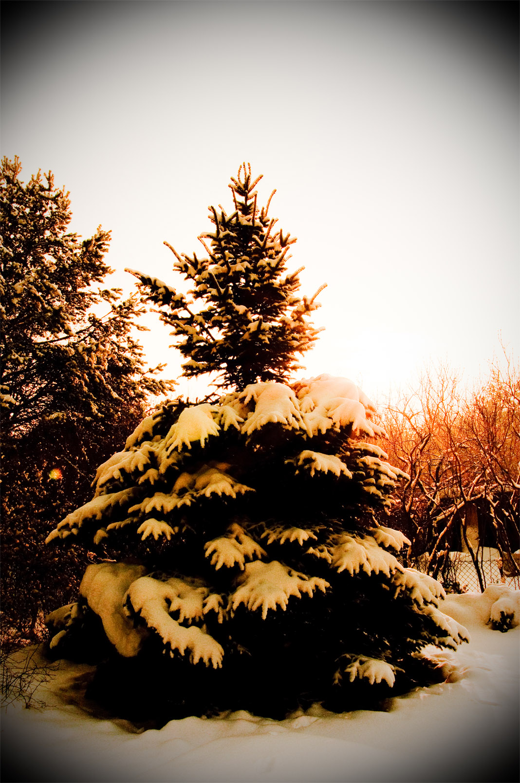 Zeszłoroczny śnieg na choince na skraju lasu.